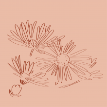 Graphic drawing of the flower Aster in bloom (wildflower)